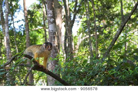 Capuchin abe