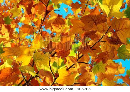Fondo de otoño
