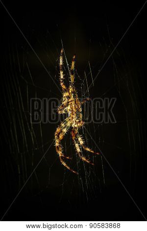 Spider on spider web