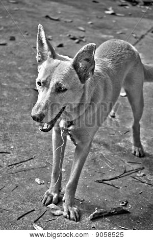 Cane di razza mista HDR