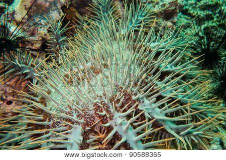 Sea urchin