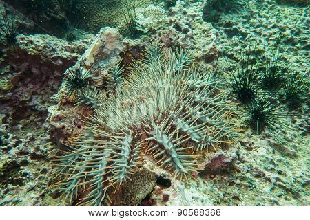Sea urchin