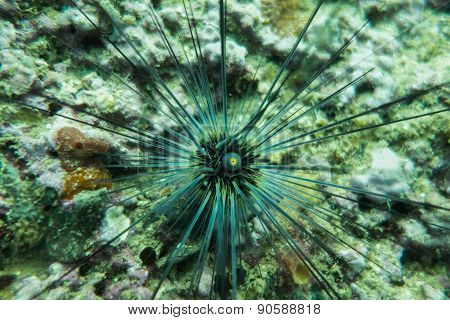 Sea urchin