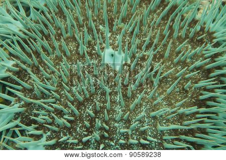 Sea urchin