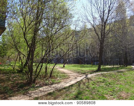 City yard in early spring with green trees and grass