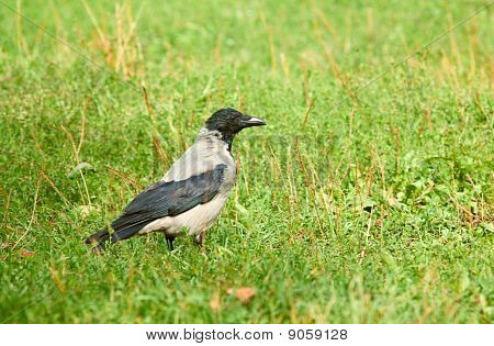 Jackdaw (นกกา Monedula) เดินบนโดว์สีเขียว