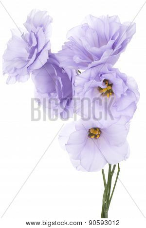 Eustoma