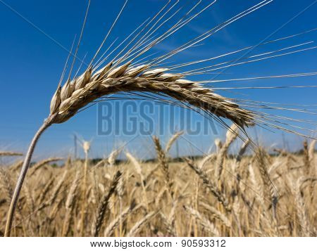 a field of grain (wheat) just before the harvest. cornfields in summer.