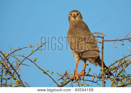 Beautiful Dark Chanting Goshawk Female Sit On Perch