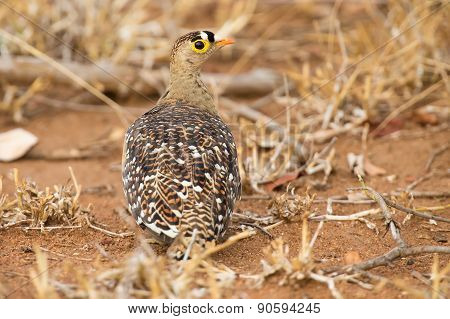 Double Banded Sandgrouse Walking On Hot Sand In Summer