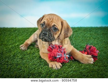 Beagle Bull Puppy