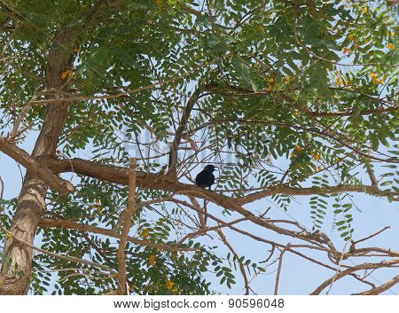 Blue bird on tipuana tipu tree