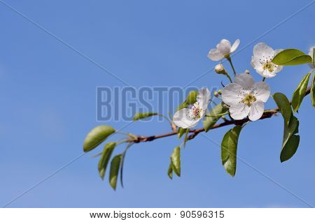 Blossoming Pear Tree Branch