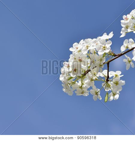 Blossoming Pear Tree Branch