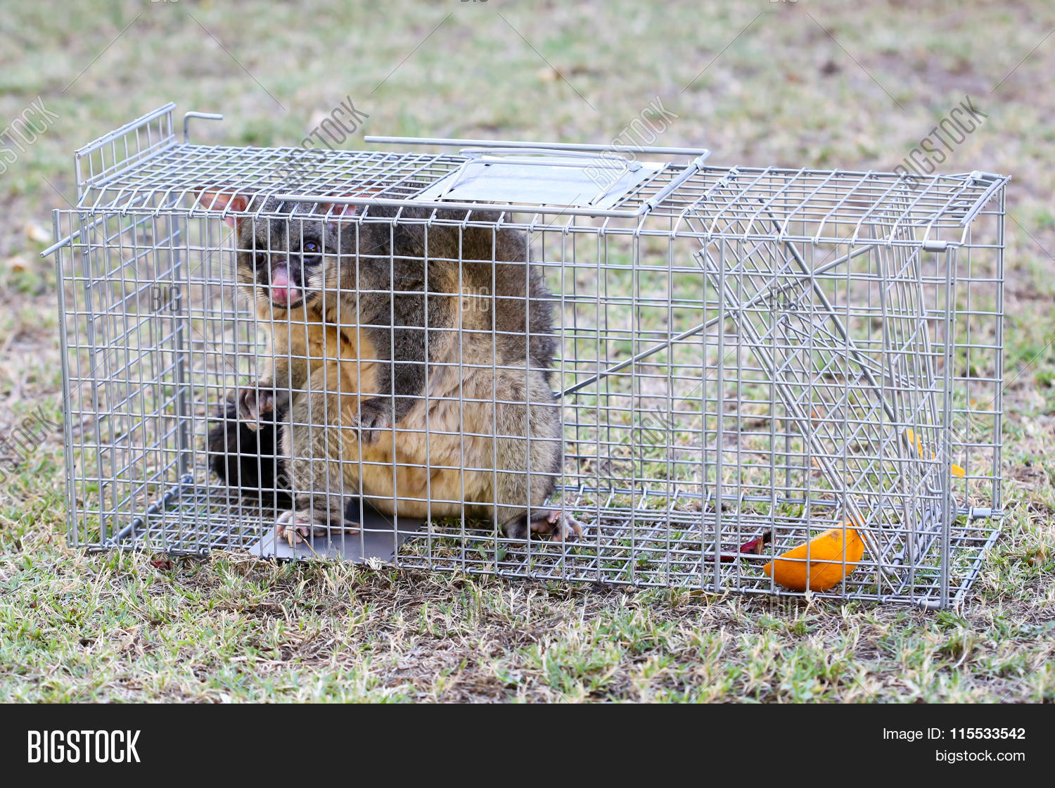 Possum Caught Trap Image & Photo (Free Trial) Bigstock