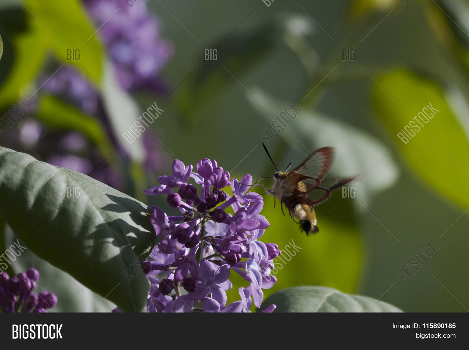 Image Preview