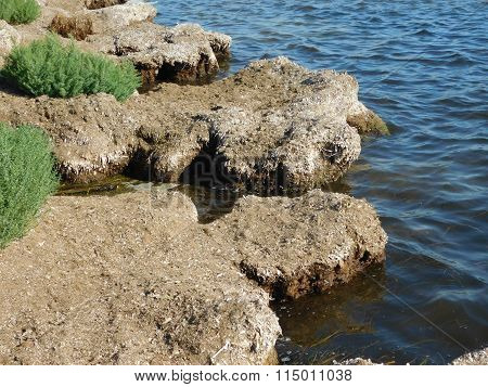 outdoor algae in the sea beach during the day