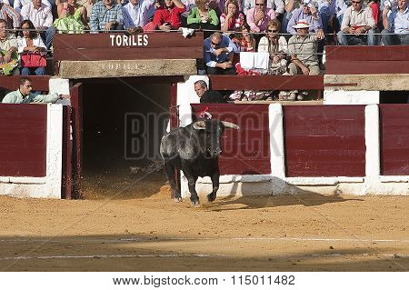 Capture of the figure of a brave bull in a bullfight going out of bullpens, Spain, 29 september 2008