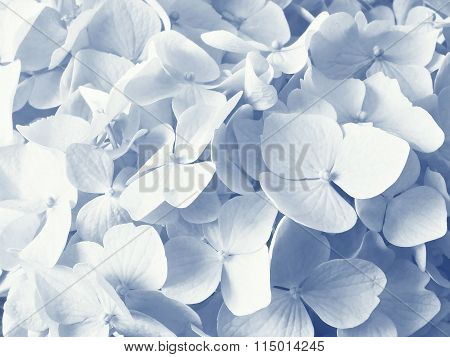 hydrangea flowers