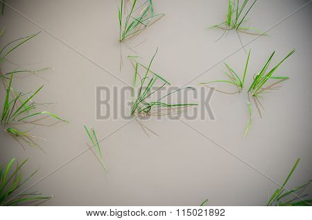 Paddy Field
