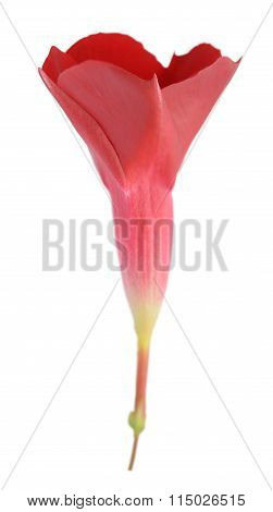 red purple mandevilla flower younng head isolated on white