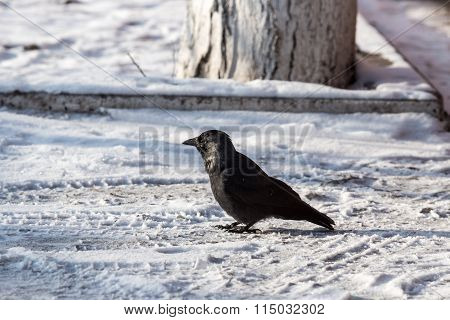 Common Raven (corvus Corax). Wild Life Animal.