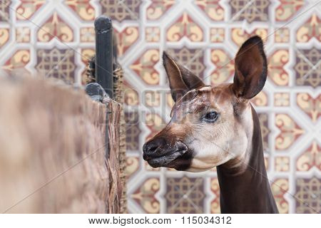 Close-up Of An Okapi