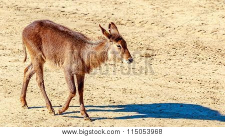 Female Defassa Waterbuck
