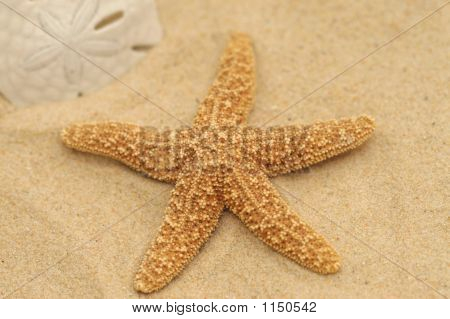海星和砂美元