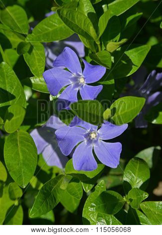 Periwinkle Flowers
