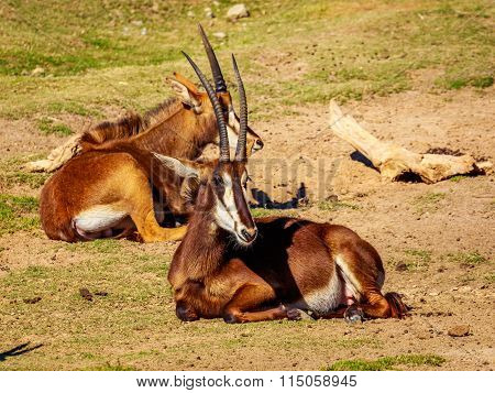 Sable Antelope Group