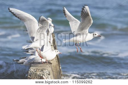 Group Of Seagulls