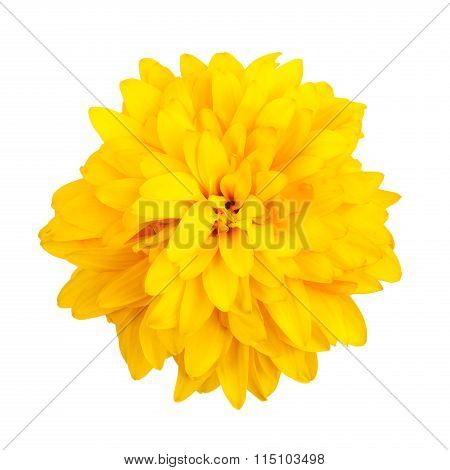 Big Rudbeckia Flower