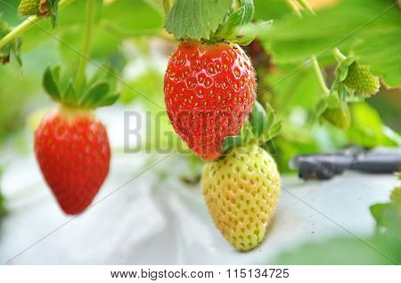 Fresh Unpick Strawberries At Strawberry Farm