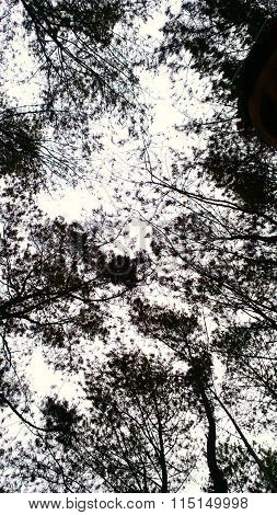 trees