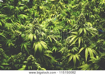 Background Texture of Marijuana Plants at Indoor Cannabis Farm with Flat Vintage Style