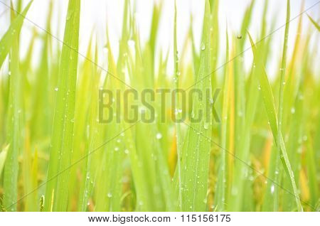 Defocused Of Paddy Plant Leaves With Sparkling Morning Dew.