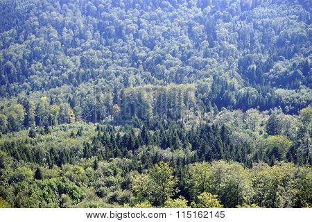Green Forest