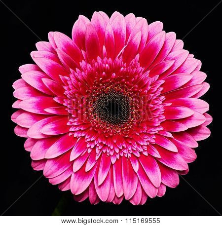 Beautiful herbera