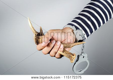 Horn And Shackle.concept Of Criminal Acts And The Illegal Wildlife Trade.
