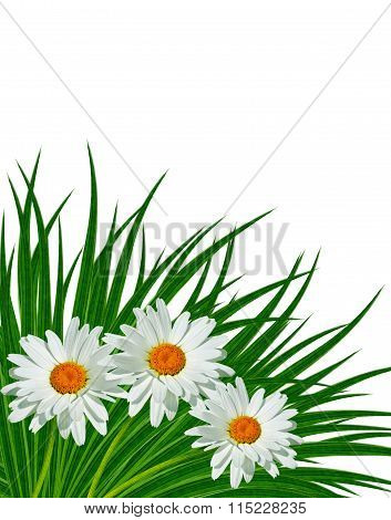 Daisies Summer White Flower Isolated On White Background