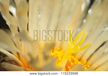 Astrophytum Flower
