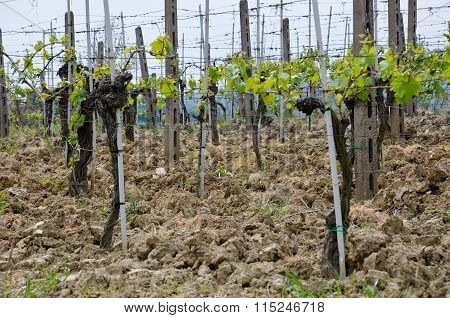 Vernaccia Vineyards Around The Town Of San Gimignano, Tuscany