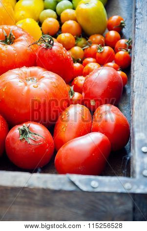 Fresh organic tomatoes