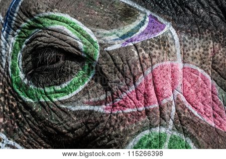 Close Up Of An Elephant
