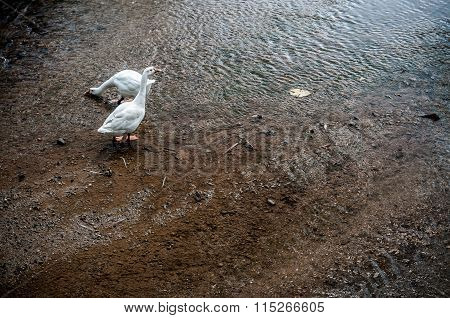 Two Geese
