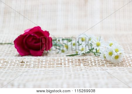 Focus Red Rose, In Concept Flower Backgroud