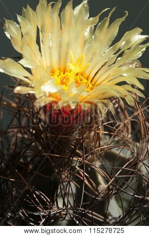 Astrophytum Flower