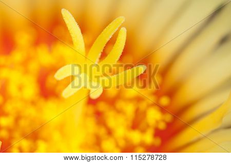 Astrophytum Flower