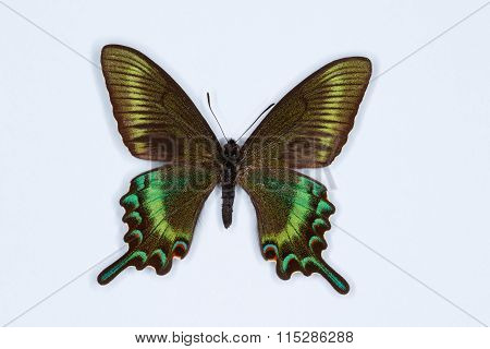 Alpine Black Swallowtail, Papilio Maackii, Isolated On White